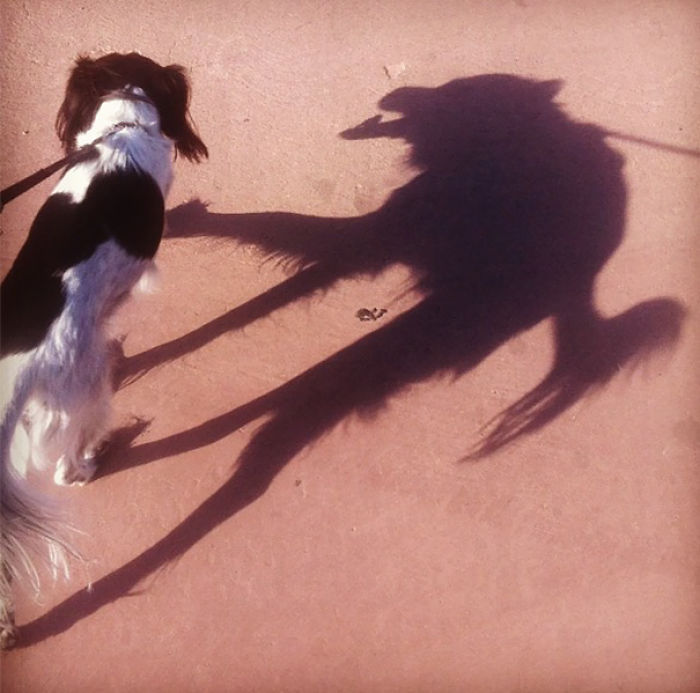 Perro con sombra terrorífica