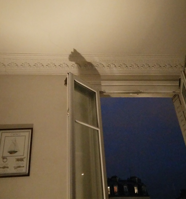 My Window's Shadow Is A Cat