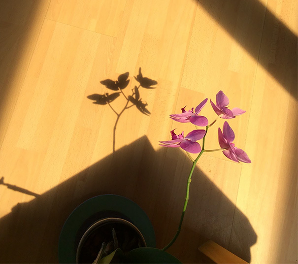 The Shadow Of My Orchid Looks Like Butterflies Flying Away
