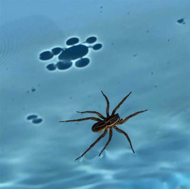 Shadow Of Spider Walking In My Pool Shows Surface Tension