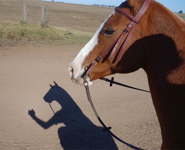 Taking A Photo Of This Horse Made Its Shadow Look Like A Boxing Kangaroo
