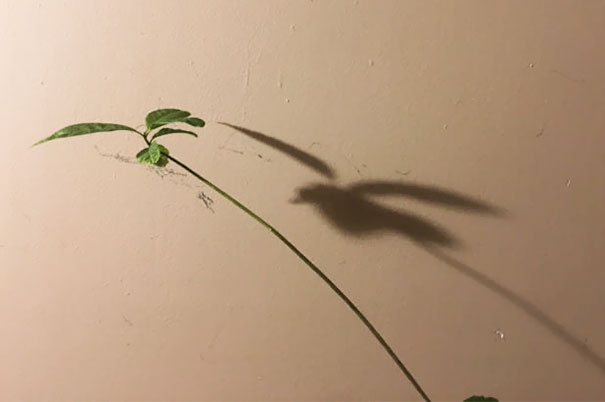 The Shadow Of This Plant Looks Just Like A Bird Mid-flight