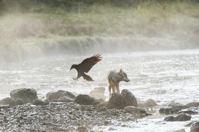 swimming sea wolves pacific coast canada ian mcallister 1 - National Geographic: Lobos do mar