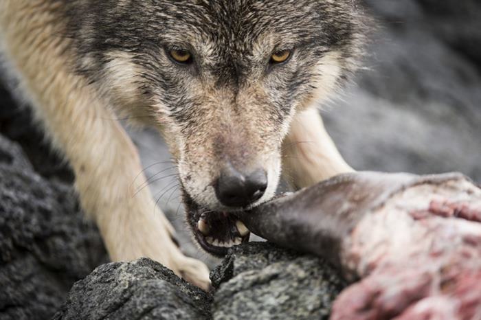 swimming sea wolves pacific coast canada ian mcallister 12 - National Geographic: Lobos do mar