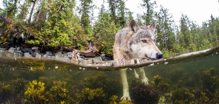 Meet Rare Sea Wolves Who Live Off The Ocean And Can Swim For Hours