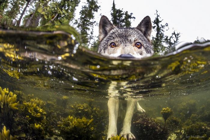 swimming sea wolves pacific coast canada ian mcallister 5 - National Geographic: Lobos do mar
