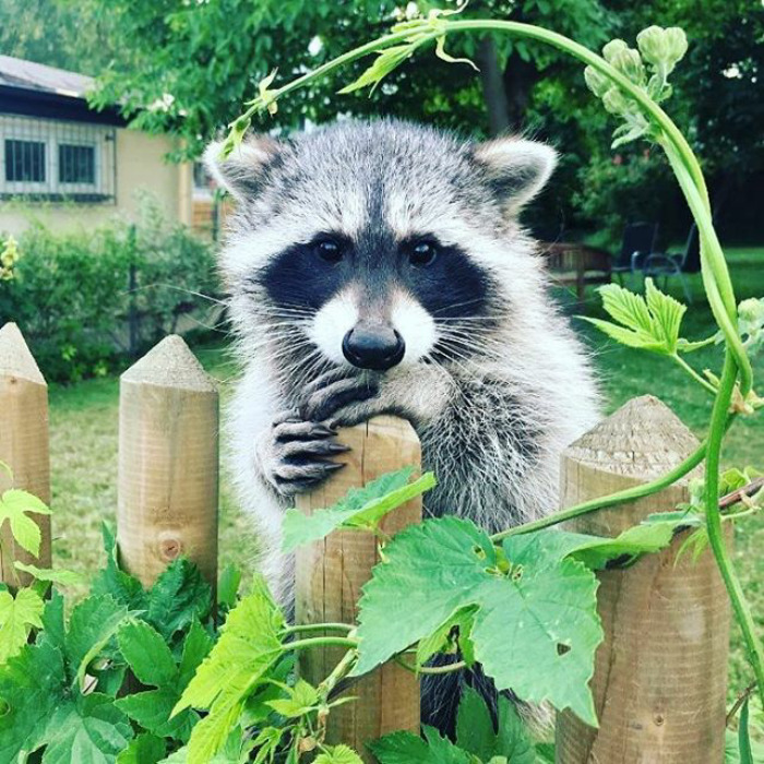 Adorable-cute-raccoons