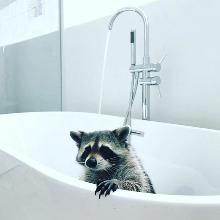 Adorable-cute-raccoons