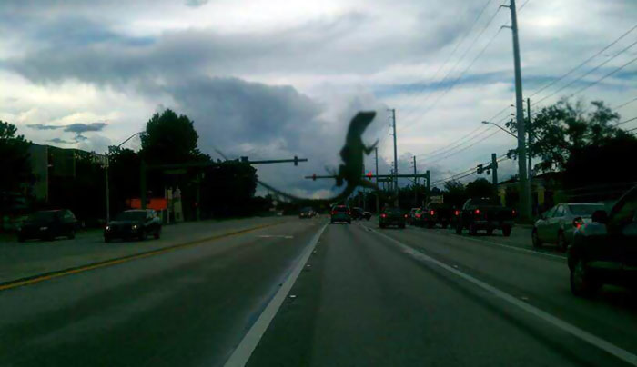 Photo Of Lizard On Windshield Looks Like Godzilla Is Crushing My Town