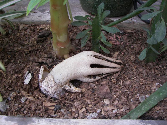 This Weird Mushroom Looks Like A Zombie Hand Reaching Out Of The Ground