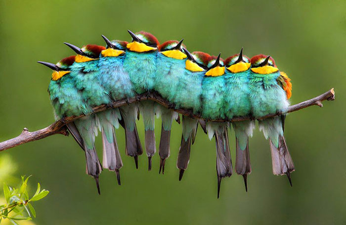 This Is Not A Caterpillar