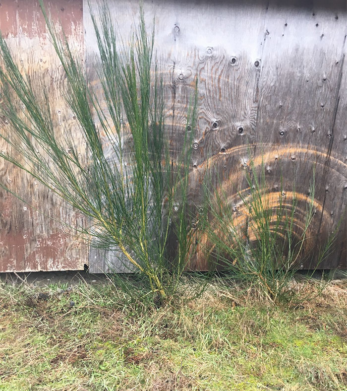 The Wind Has Blown These Plants Back And Forth So Much That It Has Worn The Wood Down