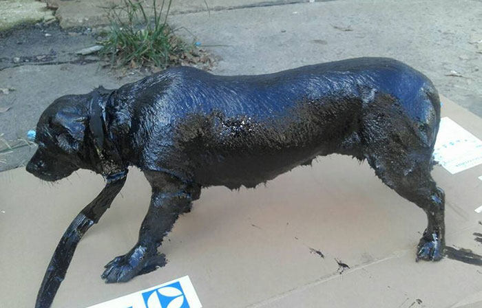 Two Boys Rescue A Dog All Covered In Tar, And Now He Looks As Good As New