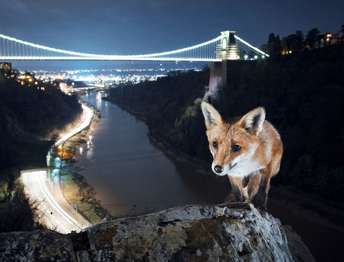 This Photographer Shoots Wildlife In European Cities