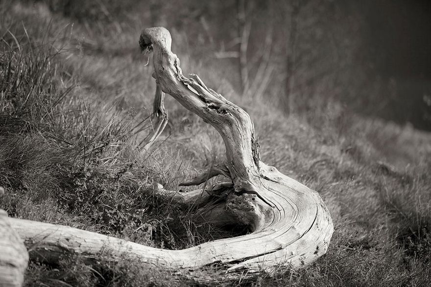 Wooden Creatures Photo Series - Nature's Fantastical Shapes And Structures