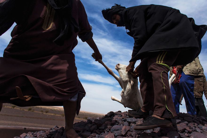 Freight Train Hopping In Mauritania: 4000 Kilometers In A Cargo Carriage With Local Shepherds And Their Sheep