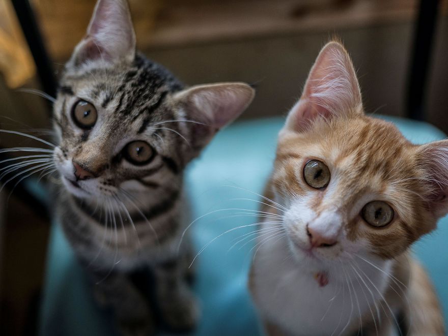 Thing's To Do Before Getting A Cat. Thing's To Do Before Getting A Cat.