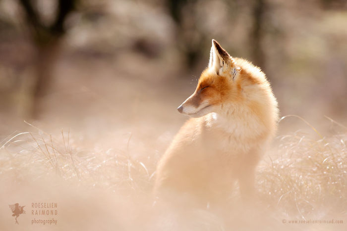 15 Mindful Foxes By Roeselien Raimond That Teach Us How To Master Life