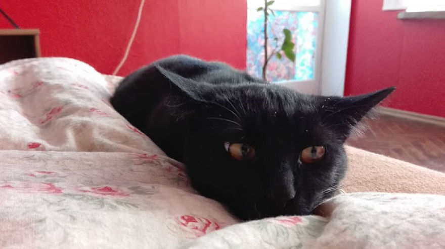 My Cat Moka