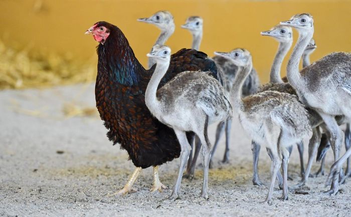 Gertrud The Chicken Adopted American Rhea Chicks