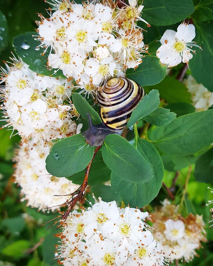 I Capture The Tiny Adventures Of Overlooked Snails In Stockholm