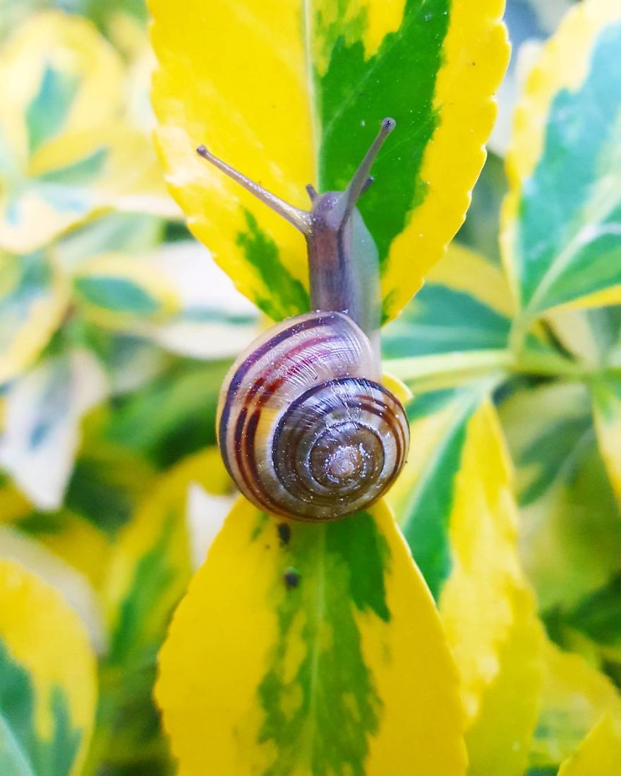 I Capture The Tiny Adventures Of Overlooked Snails In Stockholm
