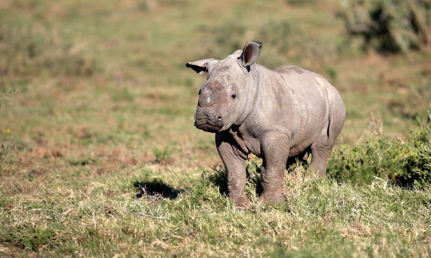 This Cute Baby Rhino Needs Your Help This Cute Baby Rhino Needs Your Help