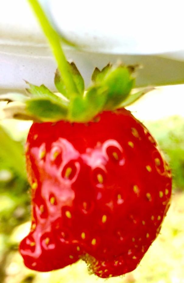 Mutated Strawberry