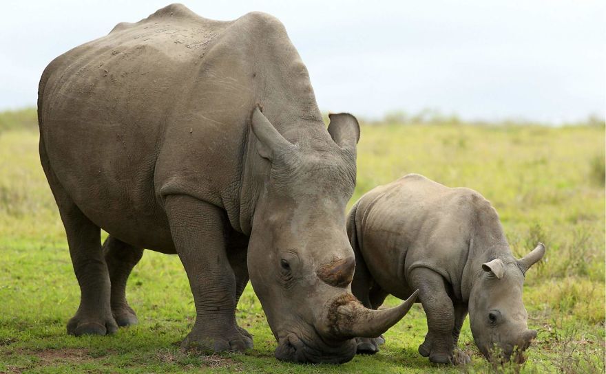 This Cute Baby Rhino Needs Your Help This Cute Baby Rhino Needs Your Help