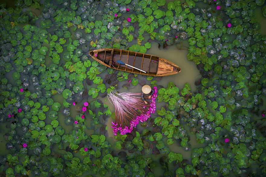 Waterlily, Vietnam (People - 2nd Place)