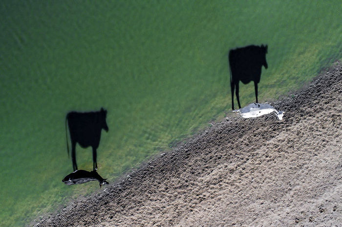 Dos vacas, Sudáfrica (Creatividad, finalista)