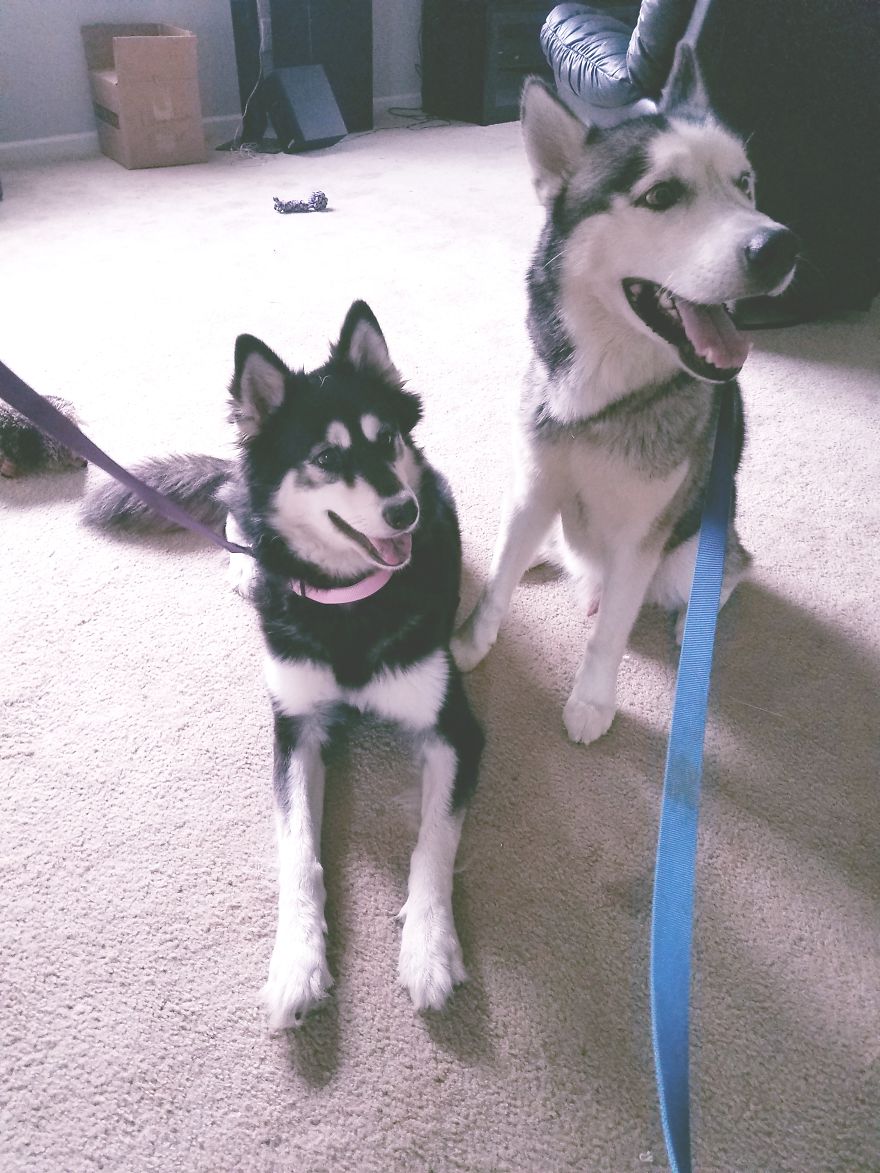 Axel Update Axel Update