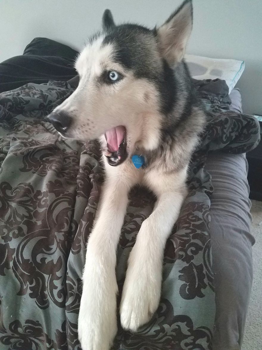 Axel Update Axel Update
