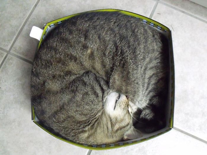 How To Fit A Very Round Tigger In A Square Box