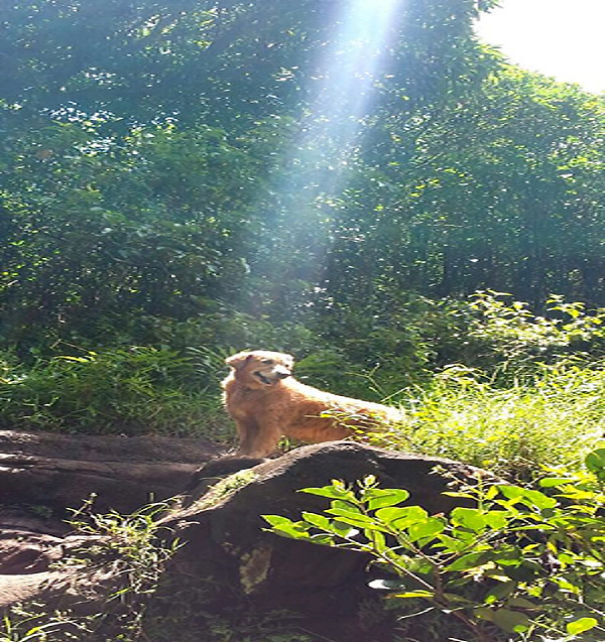And Then God Said: "Who's A Good Boy?"
