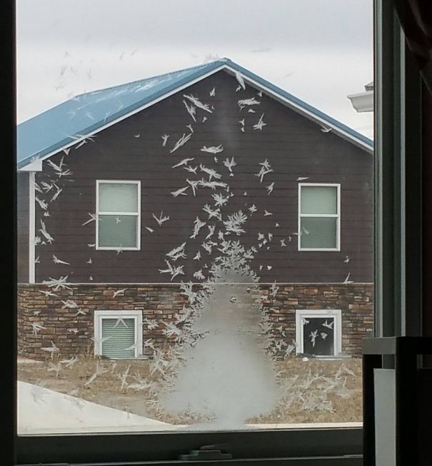 The Frost On My Window Looks Like Birds Flying Off A Pine Tree