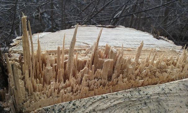 The Way This Wood Split Looks To Me Like A City Skyline