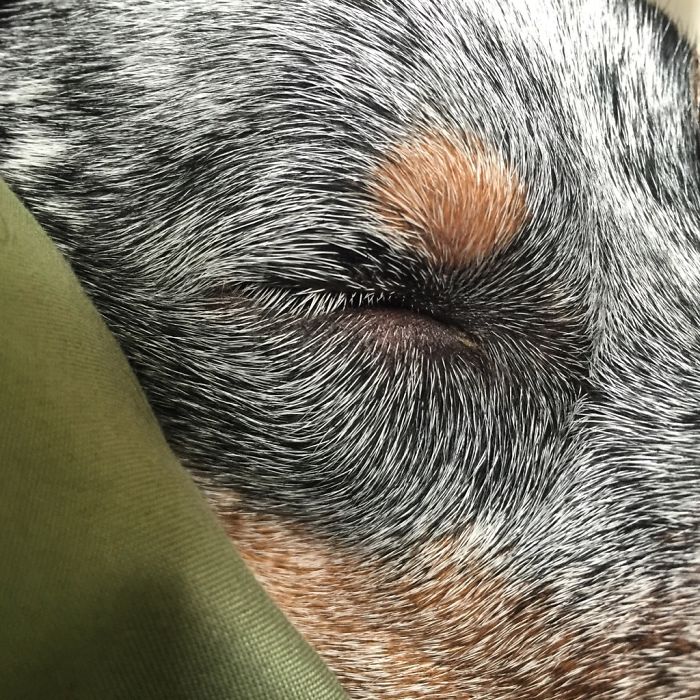 La cara de mi perro parece un cuadro de Van Gogh