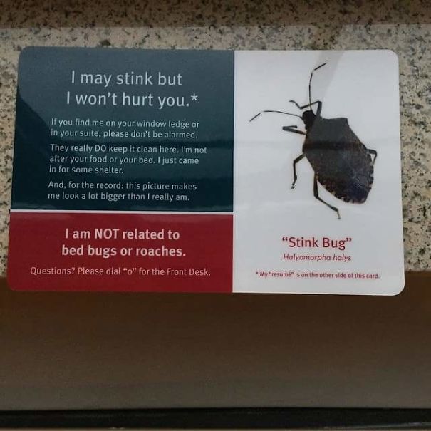 This Hotel Asks Guests To Not Kill Their Stink Bugs