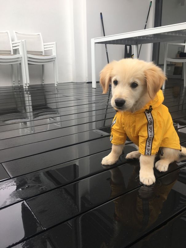 Henry, My Golden Retriever Puppy Wearing His Little Yellow Raincoat Sitting In The Rain