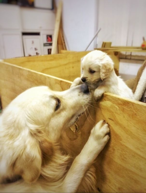 A Little Golden Retriever Puppy Saying Hello To Her Mother