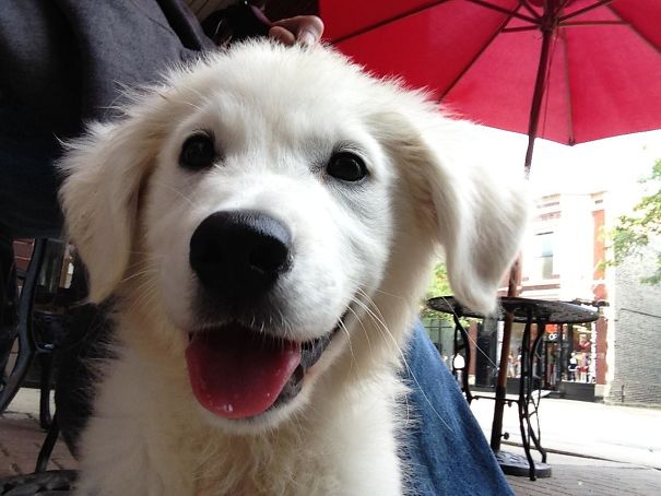 Our New Golden Retriever Puppy Smiles For The Camera