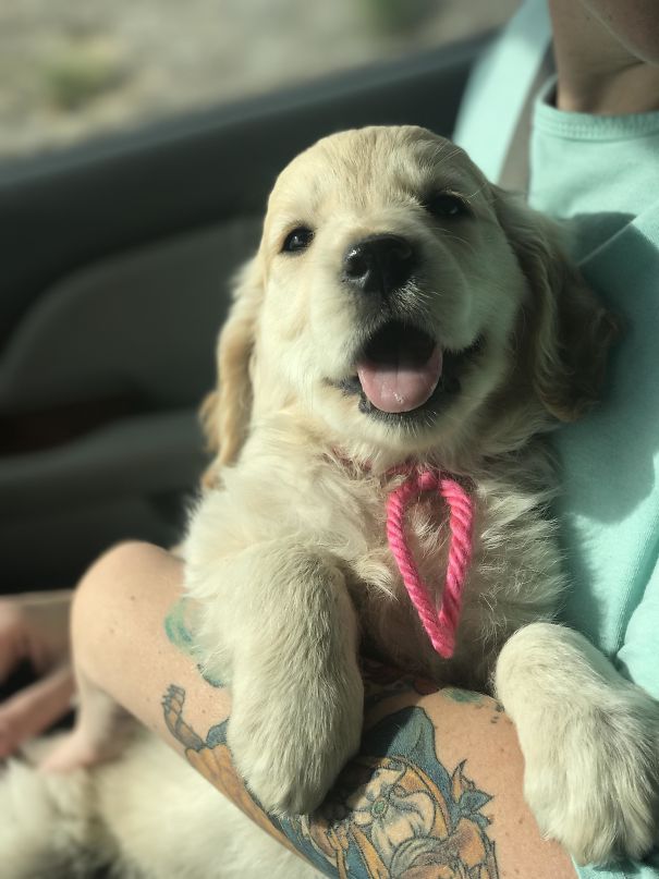 Been Begging The Wife To Let Us Get A Puppy To Grow Up With Our 5 Month Old Daughter She Has Been Completely Against It Until Today... Everyone Say Hello To Presley Our New 8 Week Old English Golden Retriever