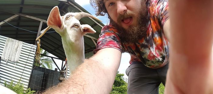 Tried To Take A Panorama With One Of Our Goats, But She Moved In The Middle