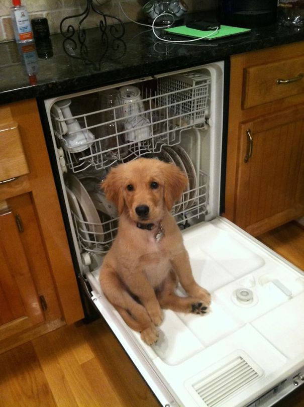 My Golden Retriever Puppy Named 'kaycee' Who Wanted My Attention So Bad While Doing Dishes