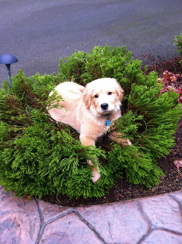 My Golden Retriever Puppy In His Favorite Bush