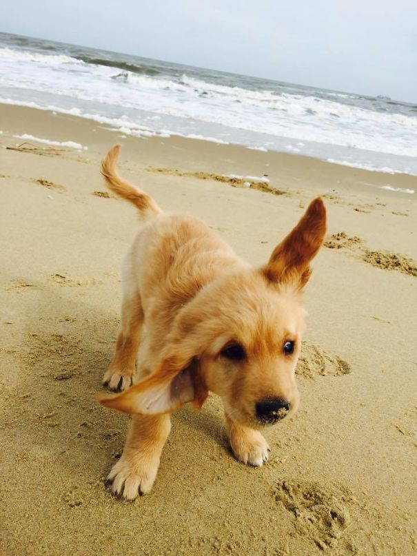 My Mom's Golden Puppy Discovered The Beach Yesterday