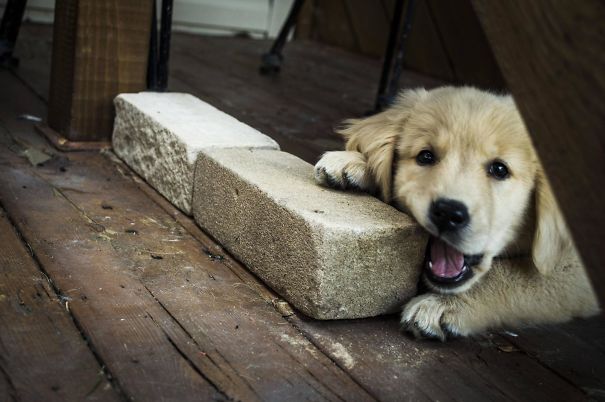 My 3 Months Old Golden Retriever Trying To Eat Brick