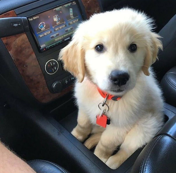 Golden Puppy Sitting In The Pup Holder