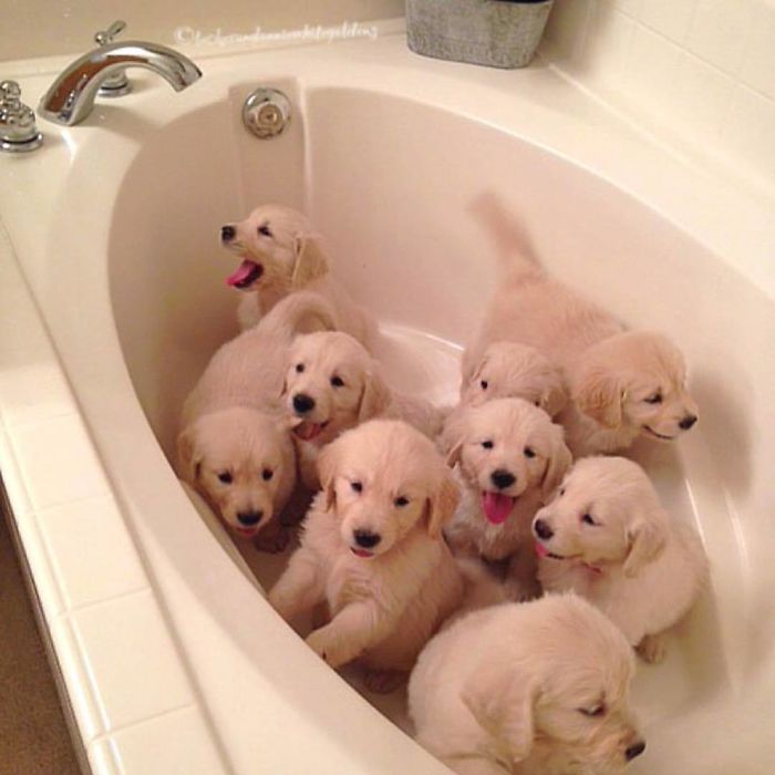 Bañera de cachorros
